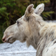 A white moose in Ontario, Canada, near Foleyet.